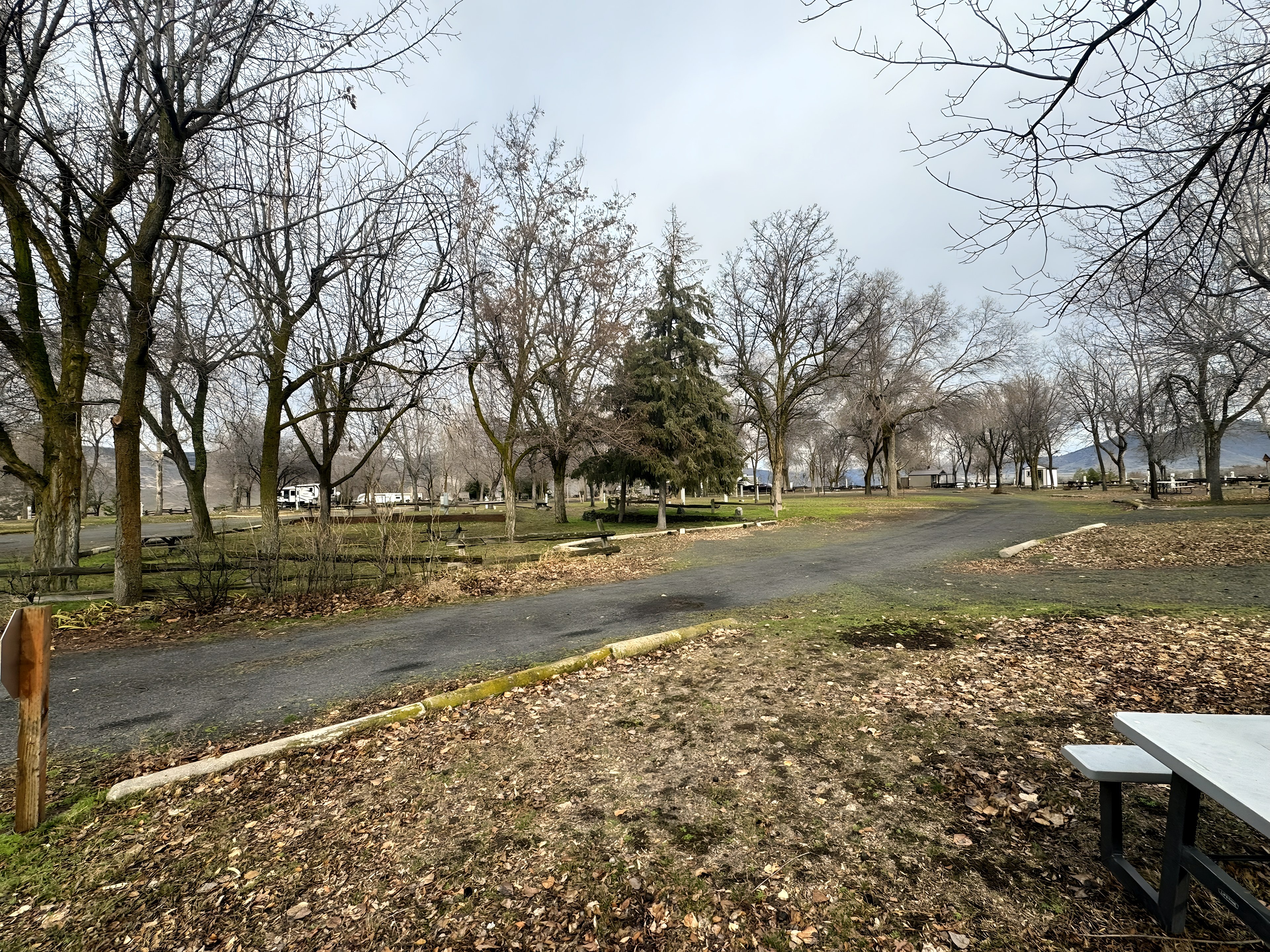 Tree-lined loop road through the park